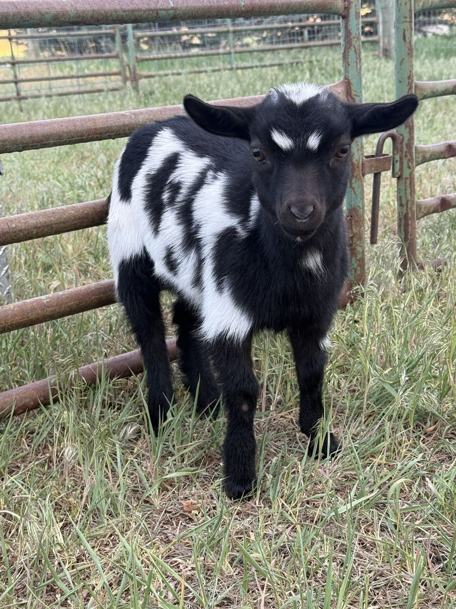 Mini Nubian