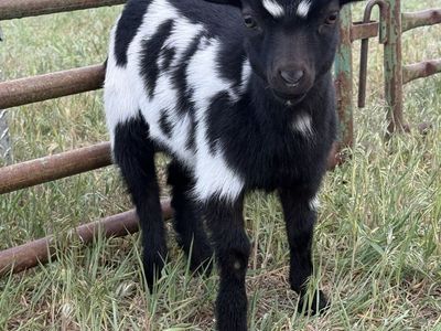 Mini Nubian