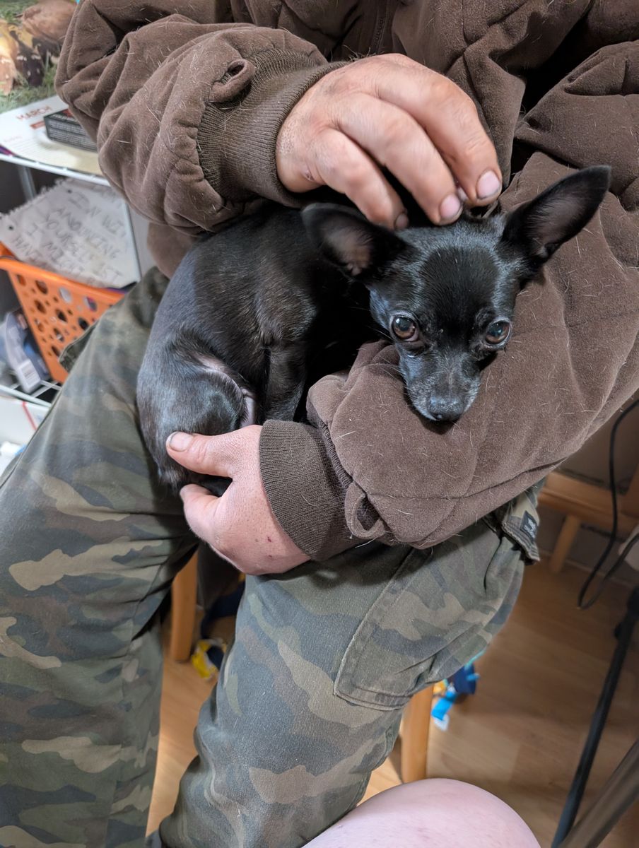 Excited to take care of your fur babies!!