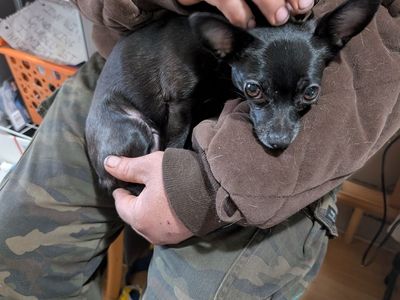 Excited to take care of your fur babies!!