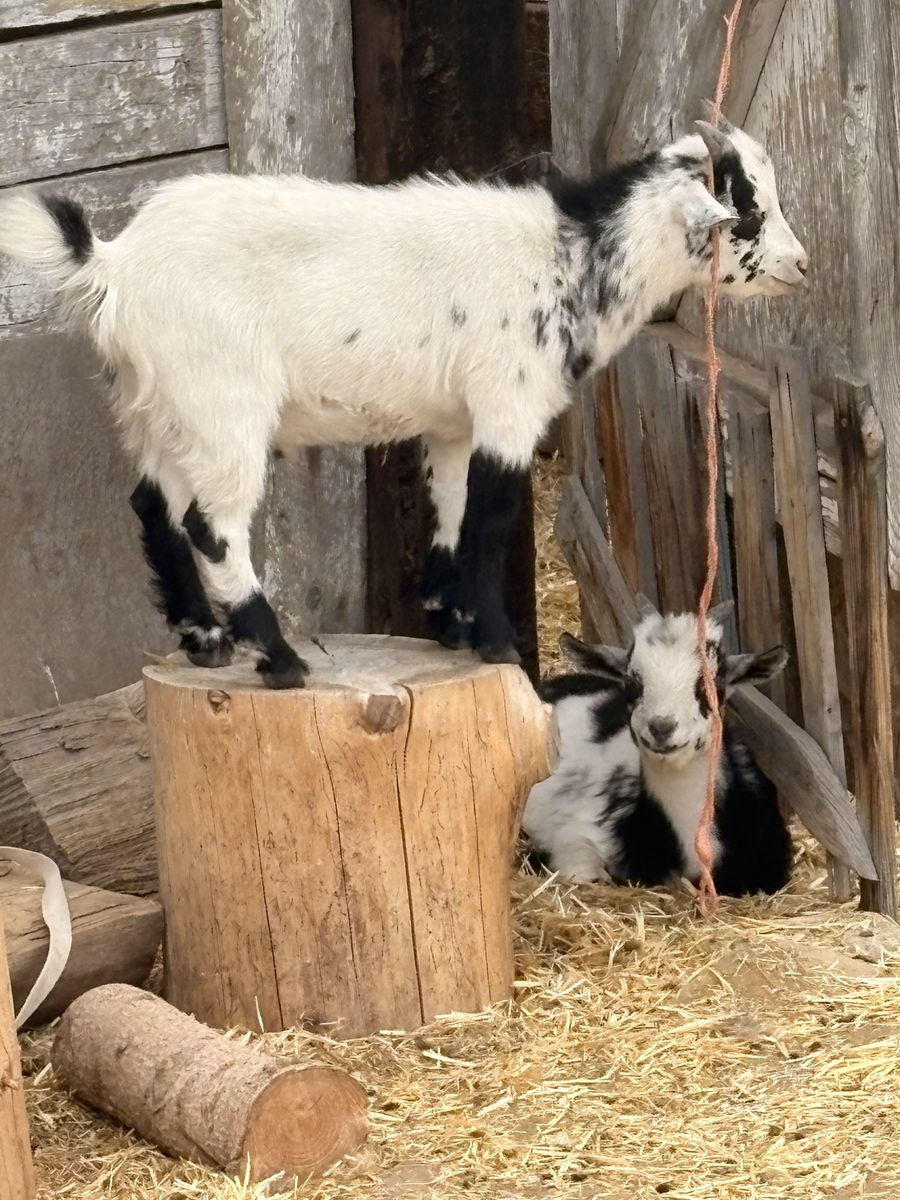 Nigerian Dwarf