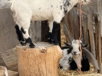 Nigerian Dwarf