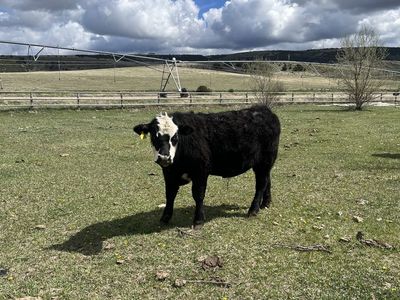 Steers For Sale