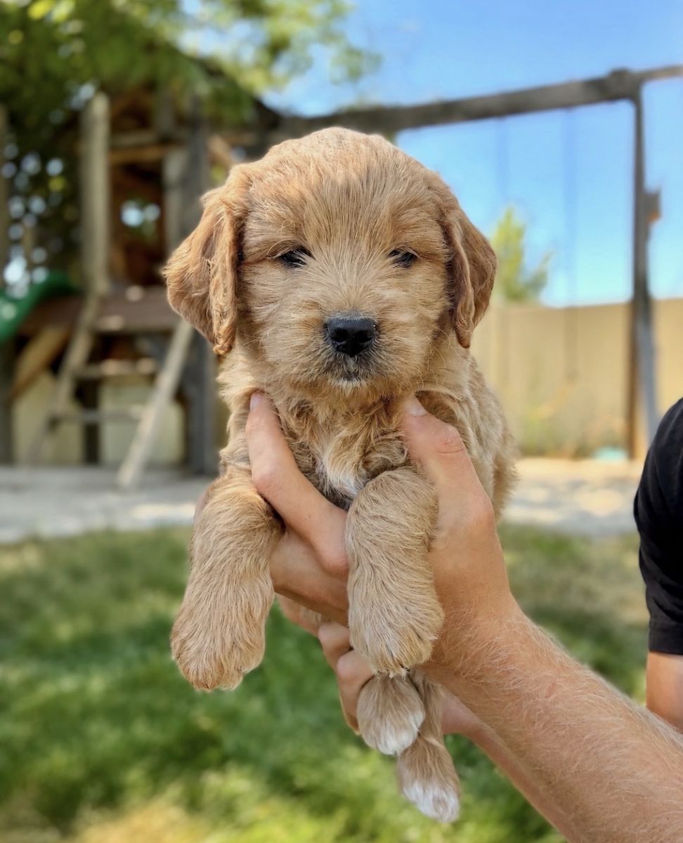 Mini Goldendoodle puppy