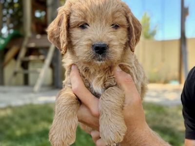 Mini Goldendoodle puppy