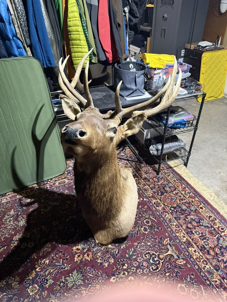 Elk Mount
