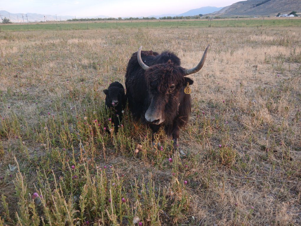 yak cow/calf pair