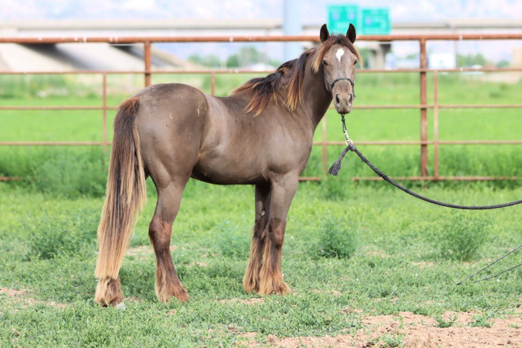 Gypsy X Quarter horse