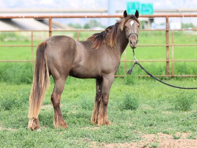 Gypsy X Quarter horse