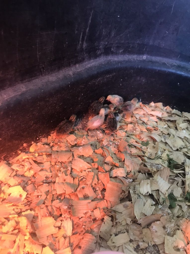 Button Quail For Sale
