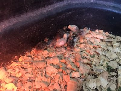 Button Quail For Sale