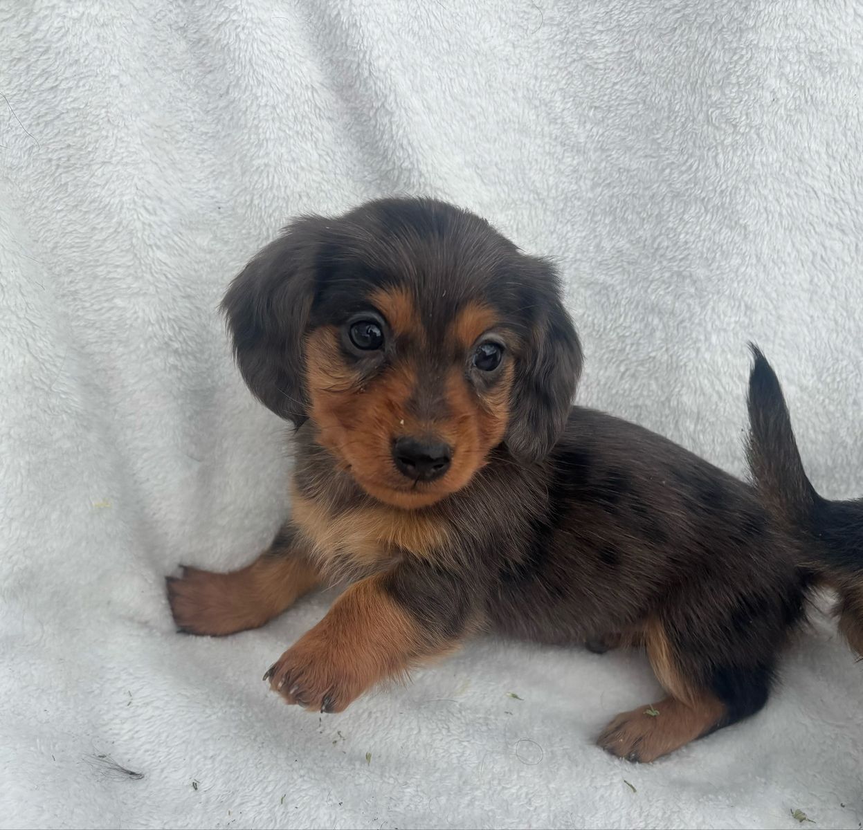 Miniature LongHaired Dachshunds