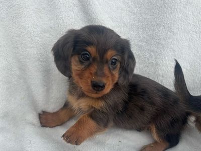 Miniature LongHaired Dachshunds