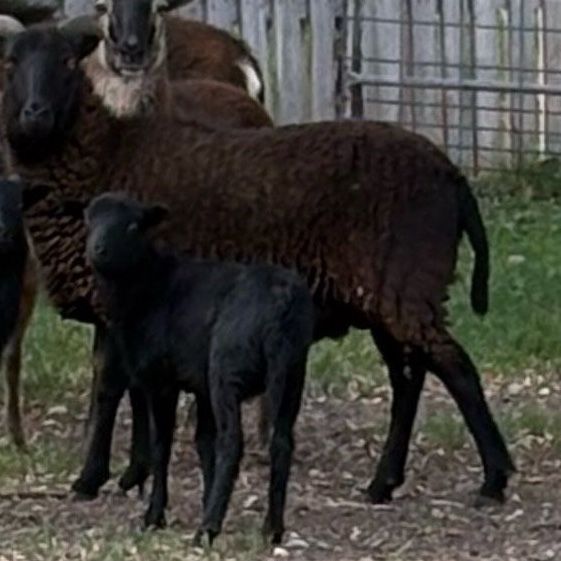 Black belly ewe lamb