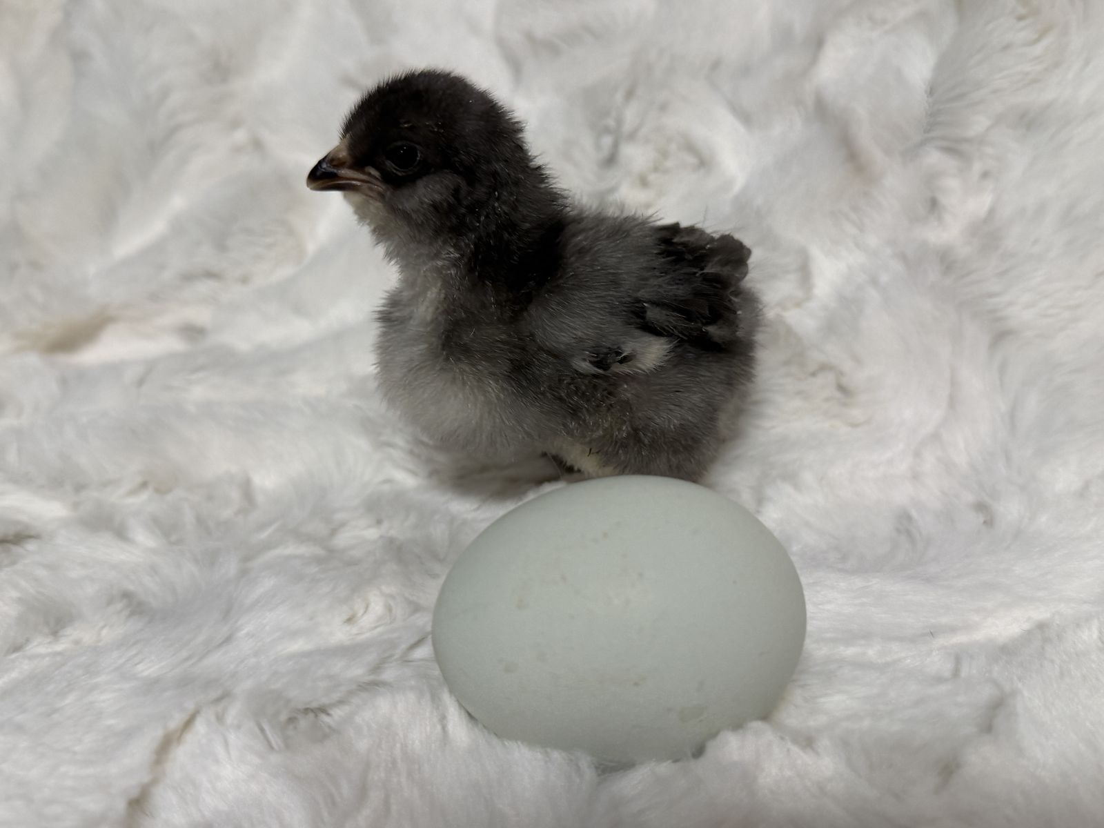 Ameraucana Chicks