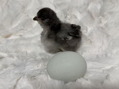 Ameraucana Chicks