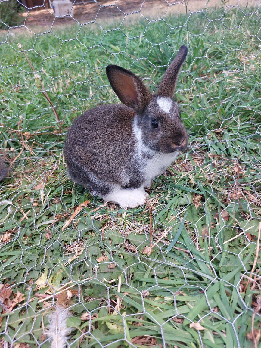 Baby Bunny- Pure Mini Rex
"Sprout"