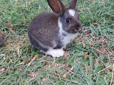 Baby Bunny- Pure Mini Rex
"Sprout"