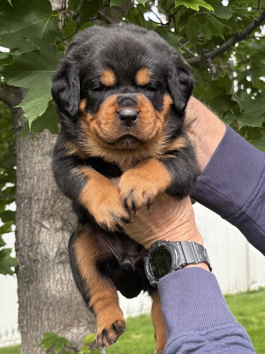 World Class German AKC Rottweiler Puppies