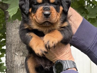 World Class German AKC Rottweiler Puppies