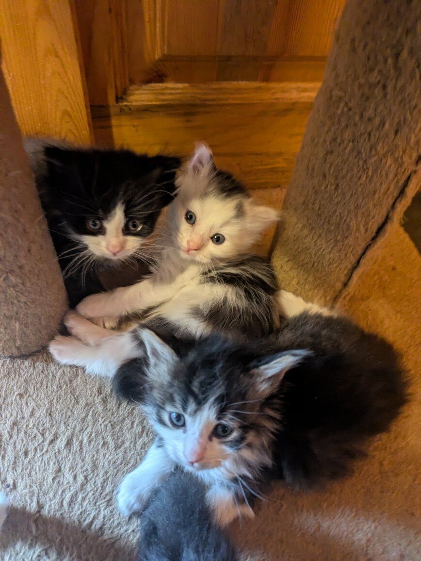 Hypoallergenic Siberian Kittens