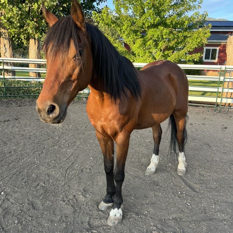 Beautiful Arabian Horse