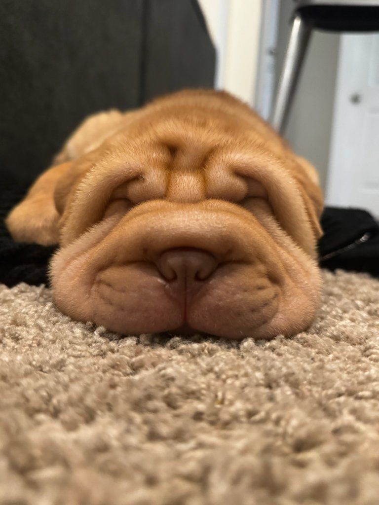 AKC Registered Chinese Shar Pei puppies
