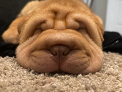 AKC Registered Chinese Shar Pei puppies
