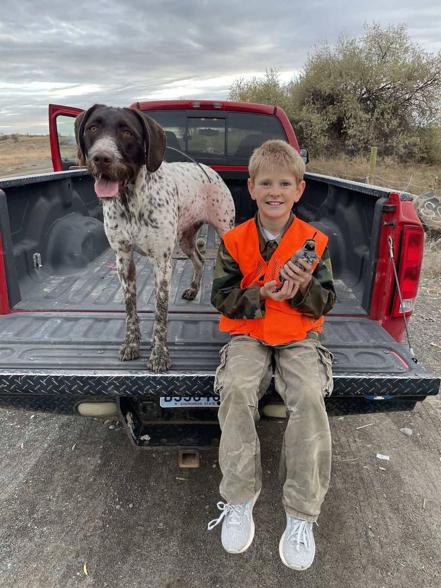 German Wirehaired Pointer Puppies