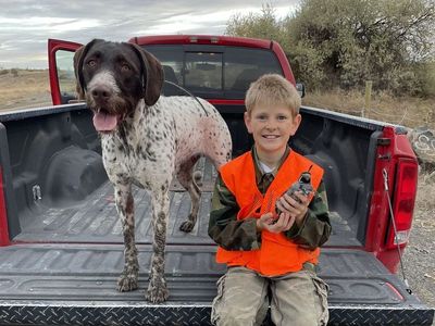 German Wirehaired Pointer Puppies