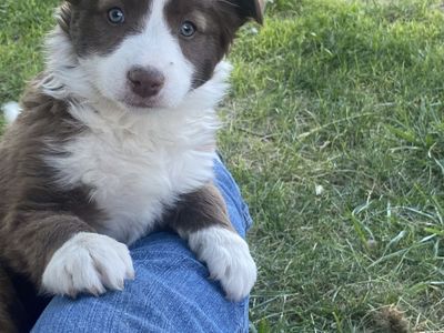 Border Collie Aussie cross puppy-female