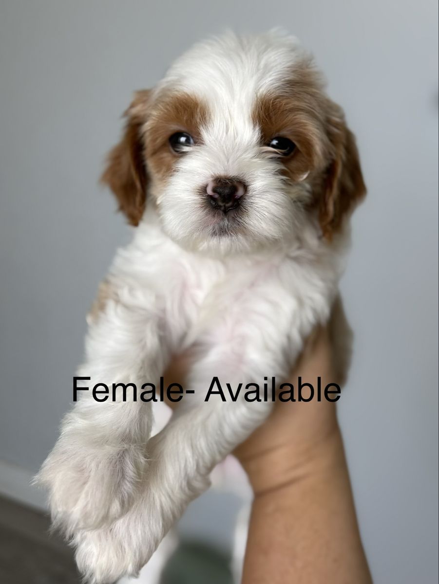 Cavapoo Puppies Male & Female