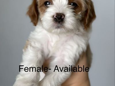 Cavapoo Puppies Male & Female