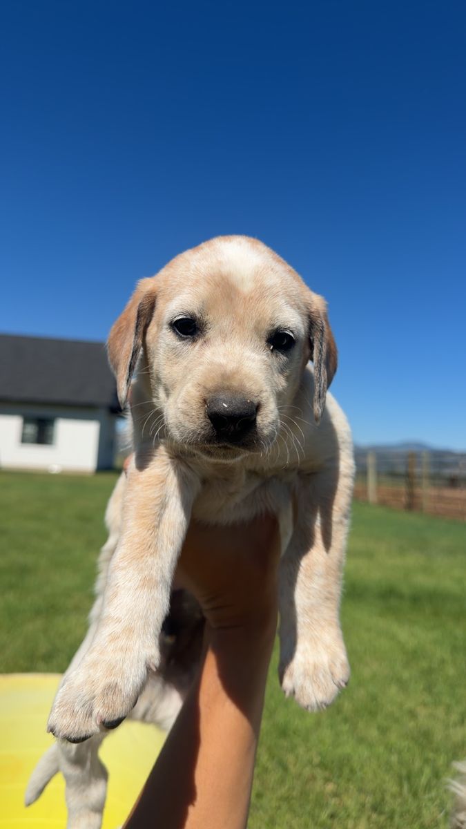 Hound Puppies