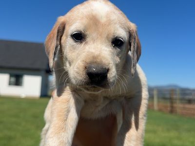 Hound Puppies
