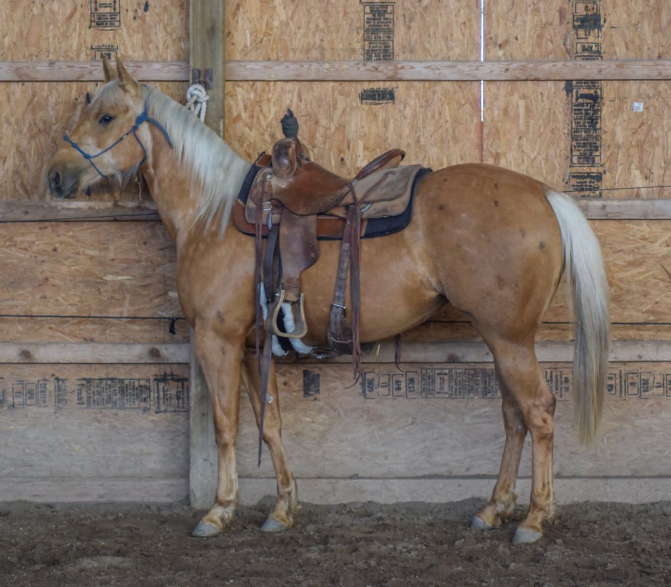 “Famous French Kitten” – 2023 AQHA Palomino Mare