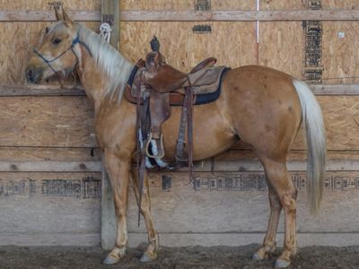 “Famous French Kitten” – 2023 AQHA Palomino Mare