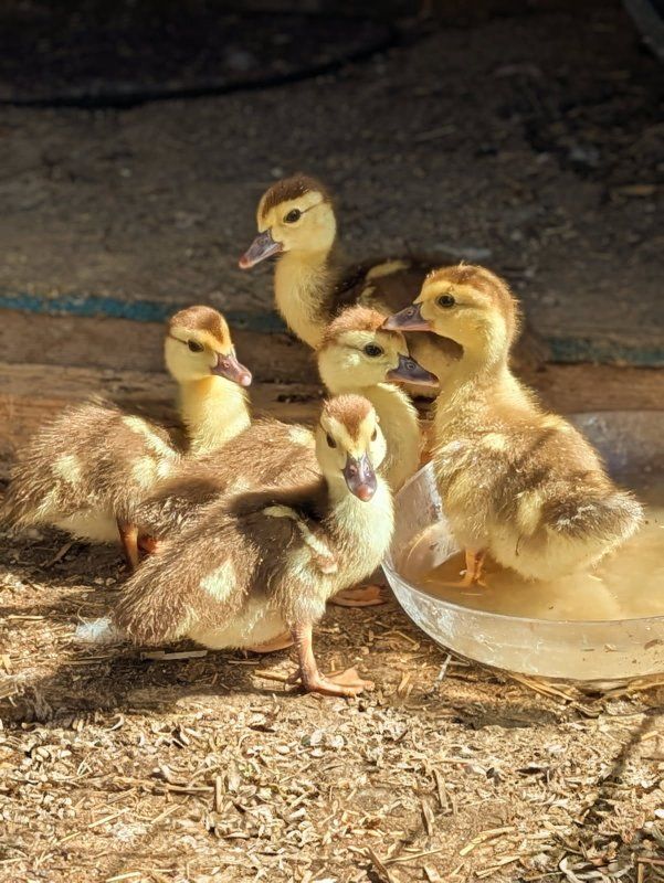 Muscovy Ducklings