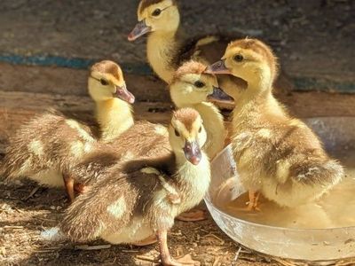 Muscovy Ducklings