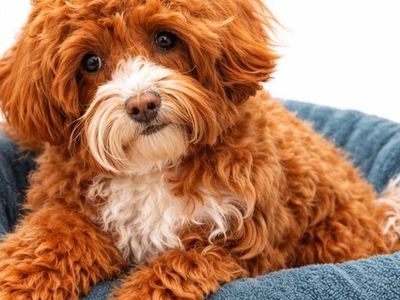 4 lb. Goldendoodle stud (studding services)
