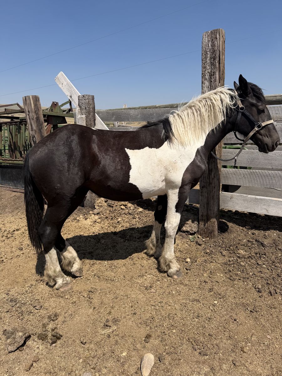 Spotted Draft yearling filly