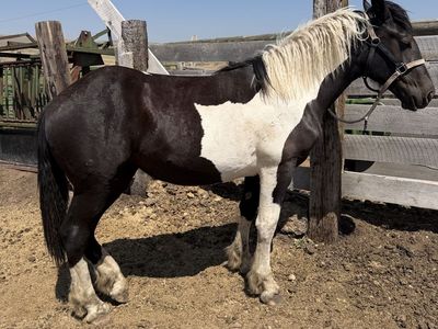 Spotted Draft yearling filly
