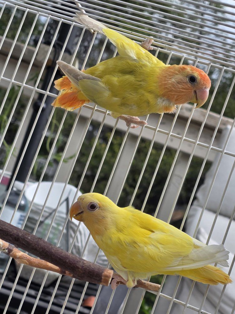 Peachface opaline  Vibrant Yellow & Orange Lovebird