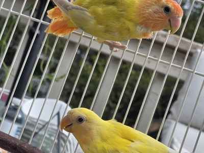 Peachface opaline Vibrant Yellow & Orange Lovebird