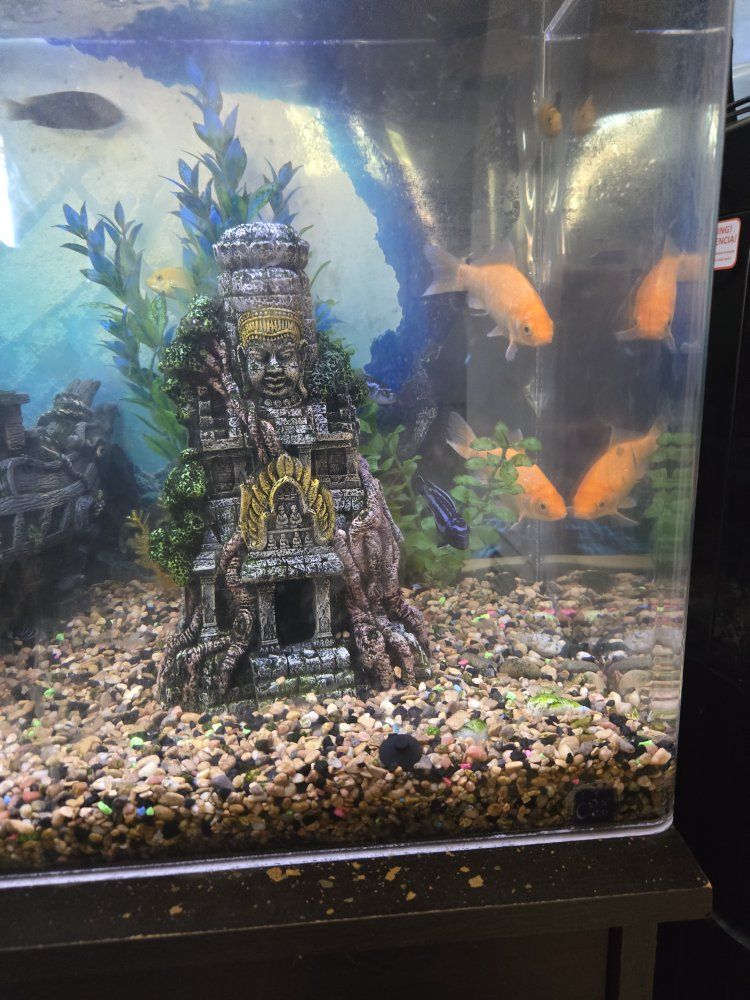 Used Fish Tank Aquarium with Decorations and Gravel - Ready for Your Aquatic Pets