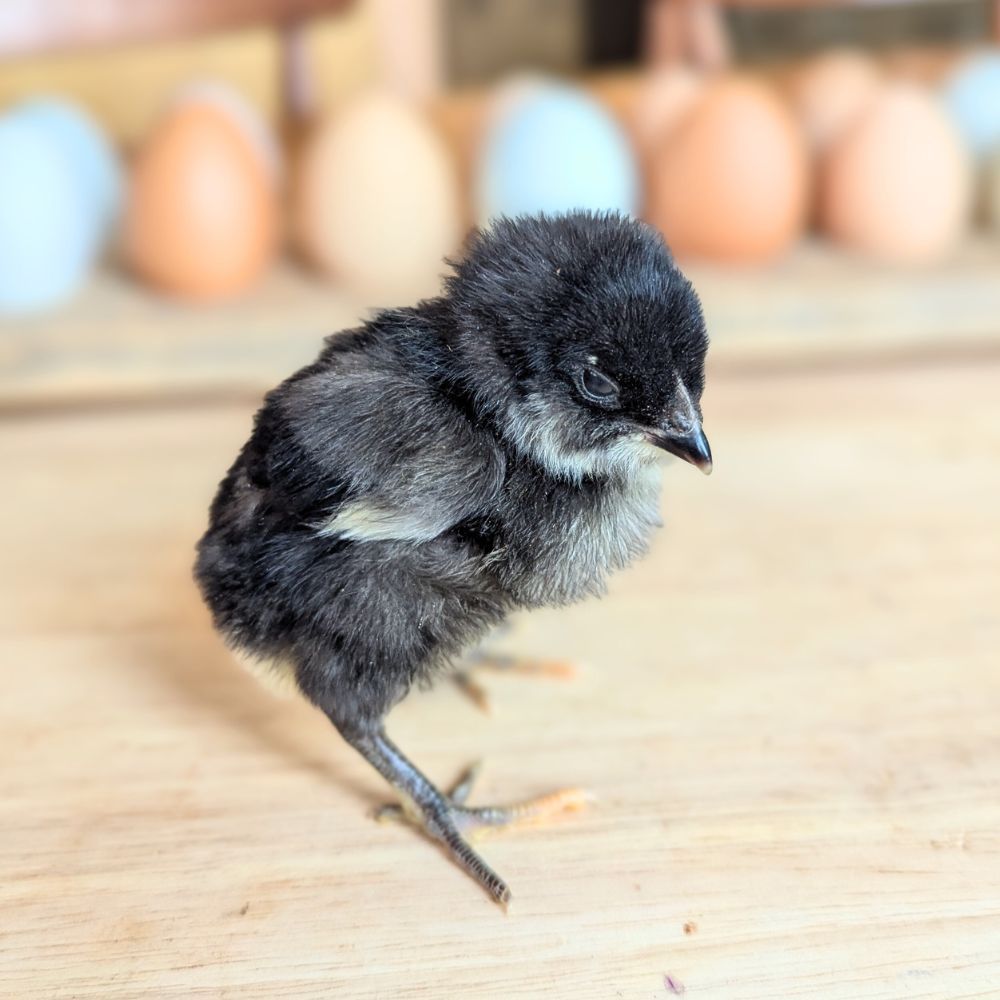 Sage Mountain Hatchery