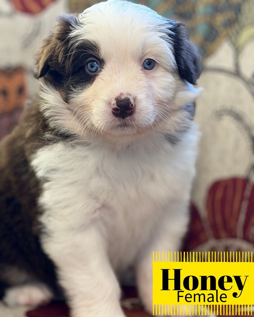 Standard Australian Shepherds