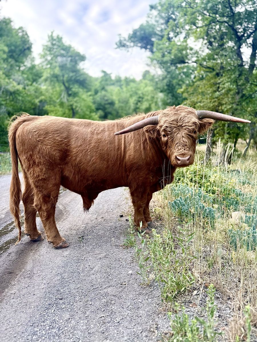 Highland Cattle Bull - Proven breeder.