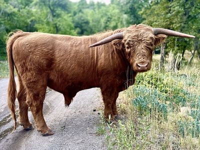 Highland Cattle Bull - Proven breeder.