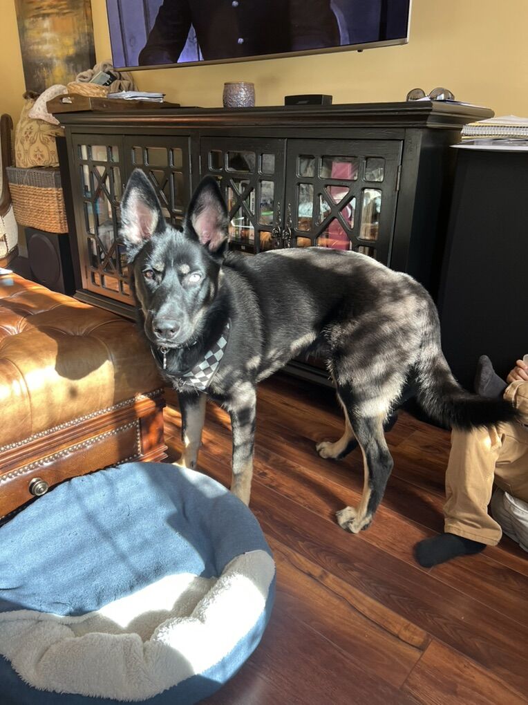 German Shep/Husky Mix Puppy